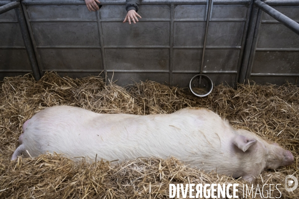 Veaux, vaches, cochons ...