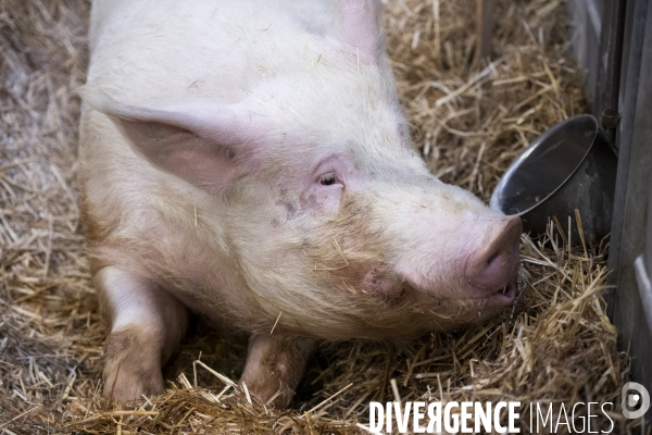 Veaux, vaches, cochons ...