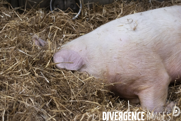 Veaux, vaches, cochons ...