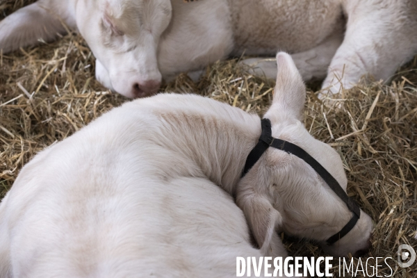 Veaux, vaches, cochons ...