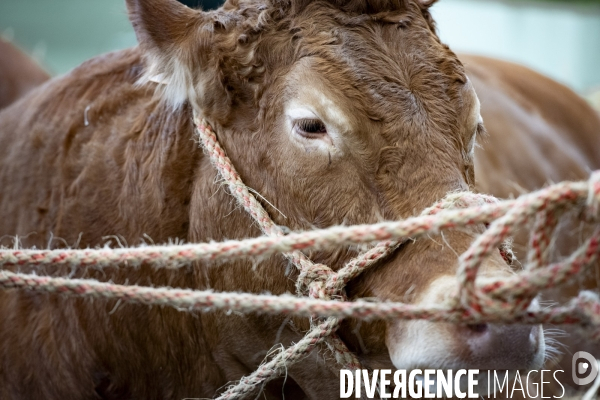 Veaux, vaches, cochons ...