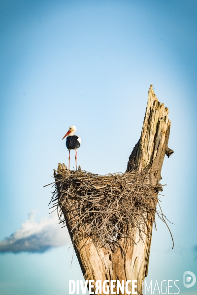 Les Cigognes