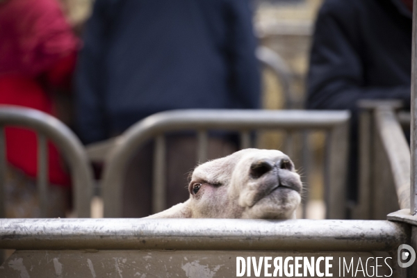 Veaux, vaches, cochons ...