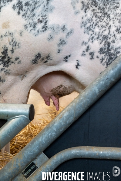 Salon International de l Agriculture 2024. Agricultural Show 2024