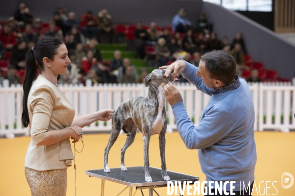 Chiens & chats au salon de l agriculture