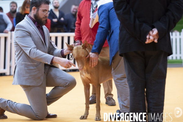 Chiens & chats au salon de l agriculture