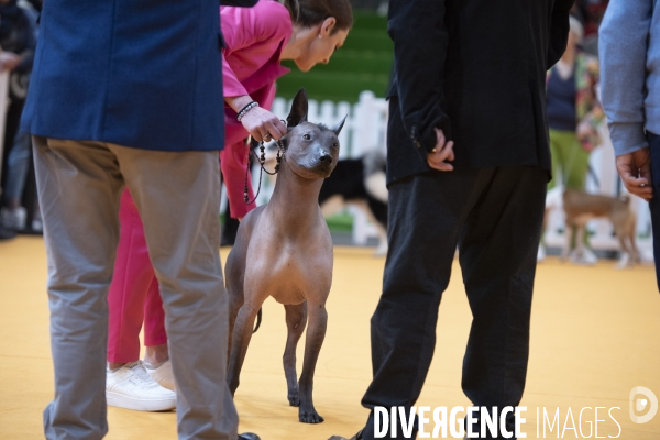 Chiens & chats au salon de l agriculture