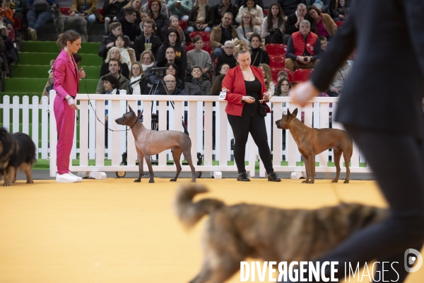 Chiens & chats au salon de l agriculture