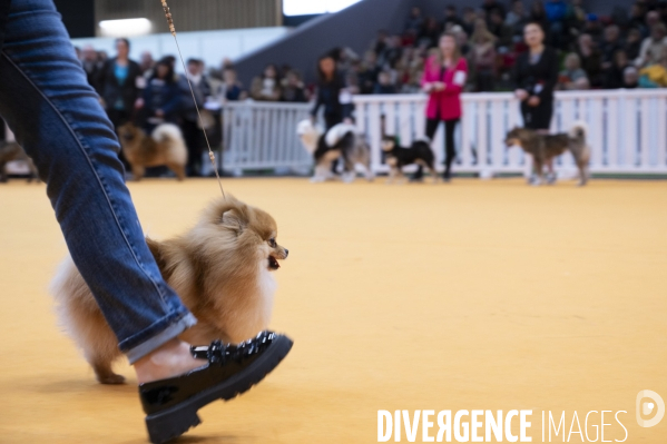 Chiens & chats au salon de l agriculture