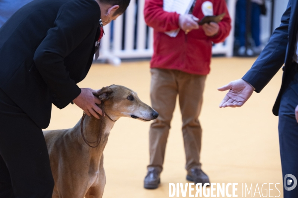 Chiens & chats au salon de l agriculture