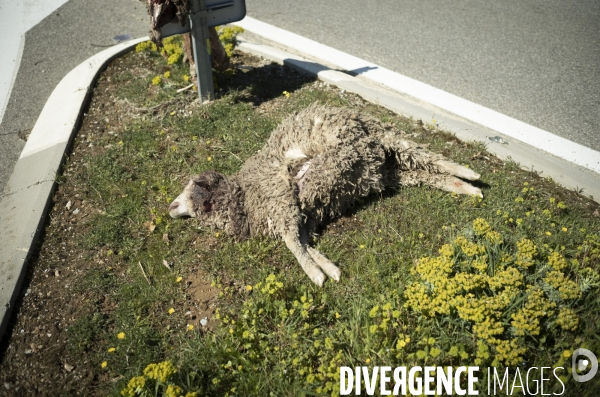 Présence du loup en Provence