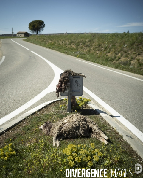 Présence du loup en Provence