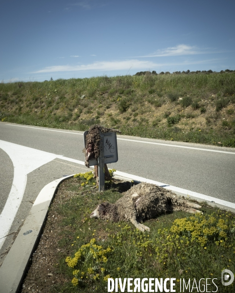 Présence du loup en Provence