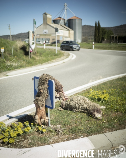 Présence du loup en Provence