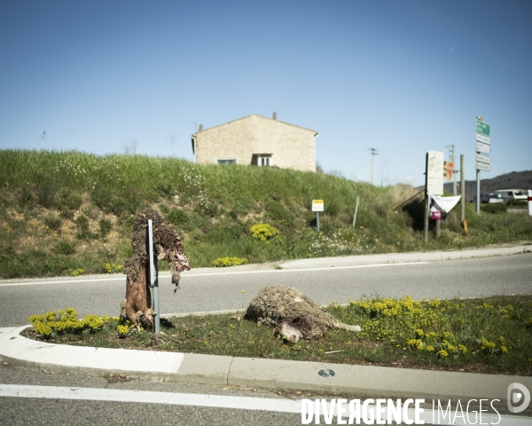 Présence du loup en Provence