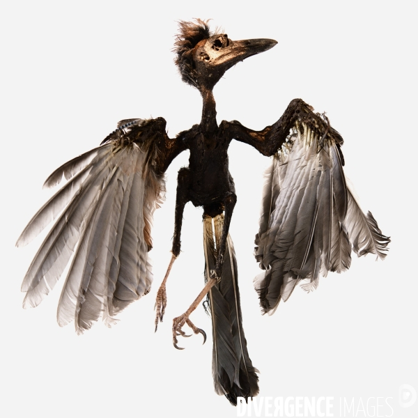 Piaf Story (gégé le Geai)