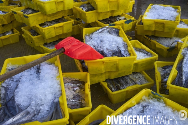 Les Tankas de Chine, de la mer à la terre.