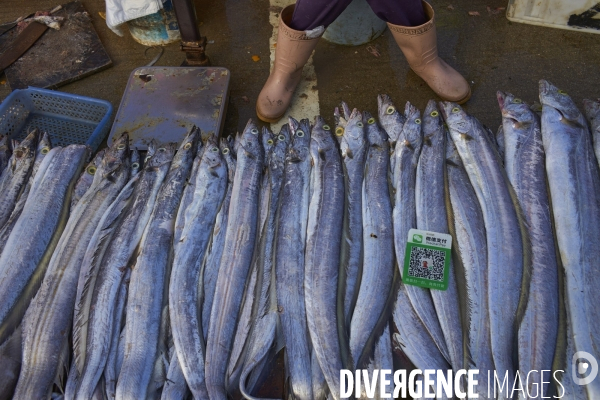 Les Tankas de Chine, de la mer à la terre.