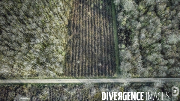 La Forêt abîmée - Repeuplement forestier en haute Cote-d Or
