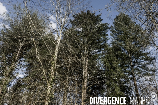 La Forêt abîmée - Repeuplement forestier en haute Cote-d Or