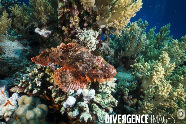 Croisiere de plongee sous marine en Egypte, Mer Rouge.
