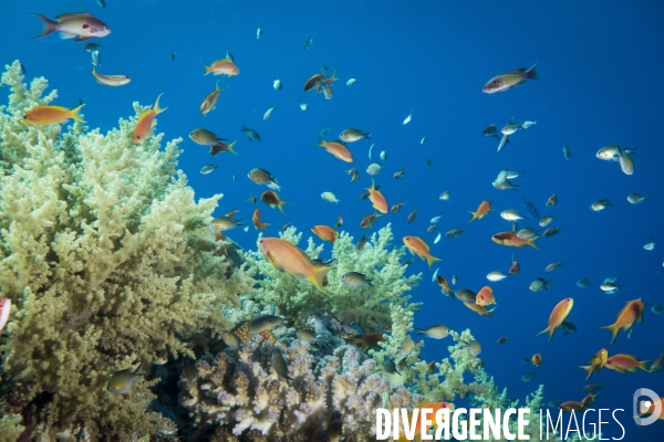 Croisiere de plongee sous marine en Egypte, Mer Rouge.