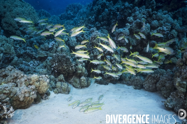 Croisiere de plongee sous marine en Egypte, Mer Rouge.