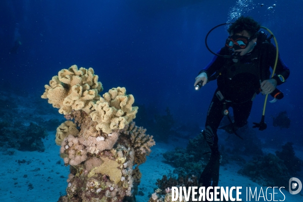 Croisiere de plongee sous marine en Egypte, Mer Rouge.