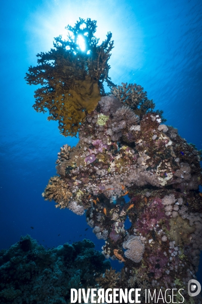Croisiere de plongee sous marine en Egypte, Mer Rouge.