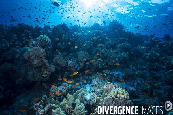 Croisiere de plongee sous marine en Egypte, Mer Rouge.
