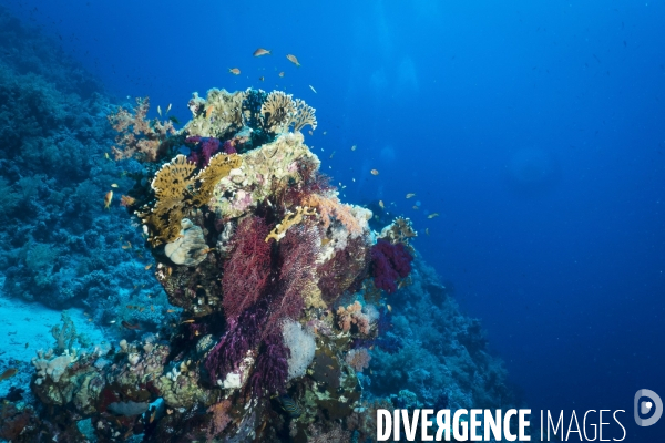 Croisiere de plongee sous marine en Egypte, Mer Rouge.