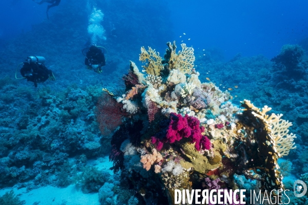 Croisiere de plongee sous marine en Egypte, Mer Rouge.