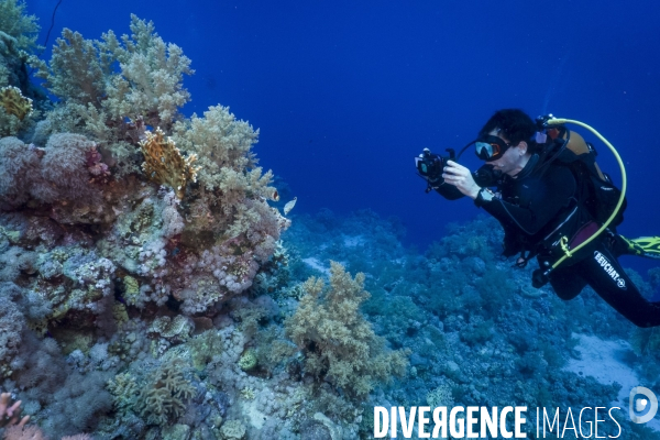 Croisiere de plongee sous marine en Egypte, Mer Rouge.
