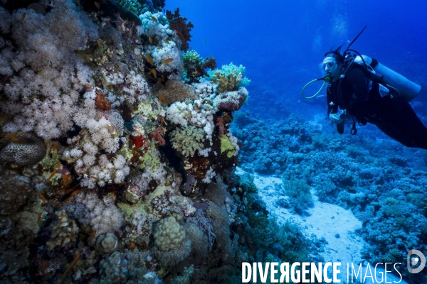 Croisiere de plongee sous marine en Egypte, Mer Rouge.