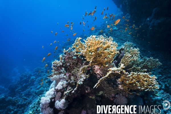 Croisiere de plongee sous marine en Egypte, Mer Rouge.