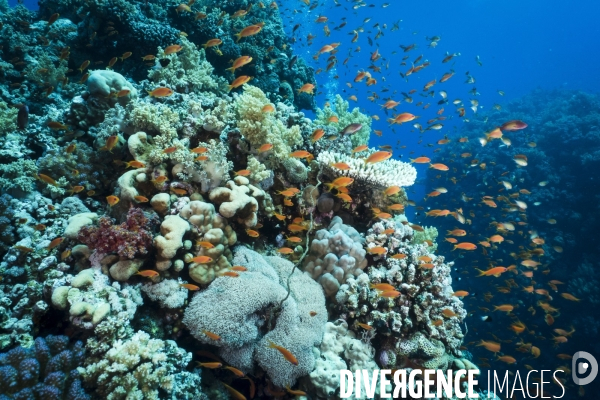 Croisiere de plongee sous marine en Egypte, Mer Rouge.