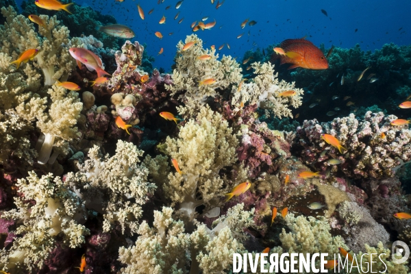 Croisiere de plongee sous marine en Egypte, Mer Rouge.