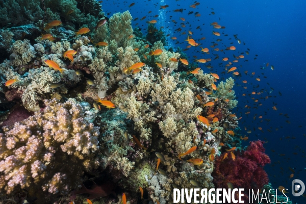 Croisiere de plongee sous marine en Egypte, Mer Rouge.