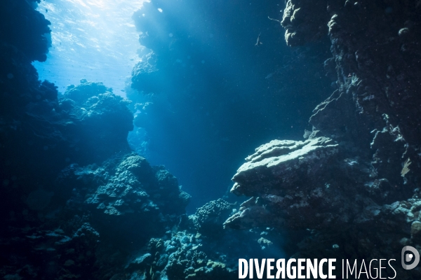 Croisiere de plongee sous marine en Egypte, Mer Rouge.