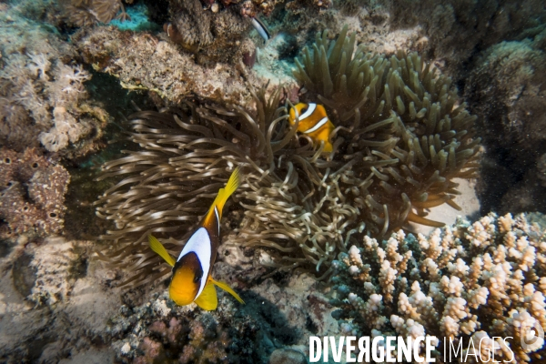 Croisiere de plongee sous marine en Egypte, Mer Rouge.