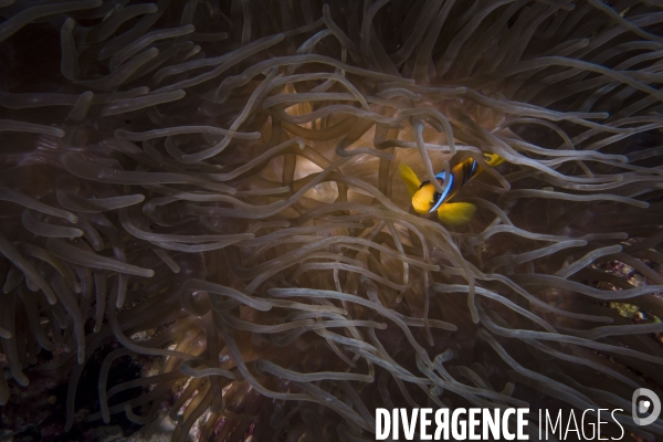 Croisiere de plongee sous marine en Egypte, Mer Rouge.