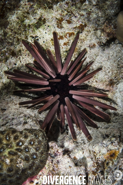 Croisiere de plongee sous marine en Egypte, Mer Rouge.