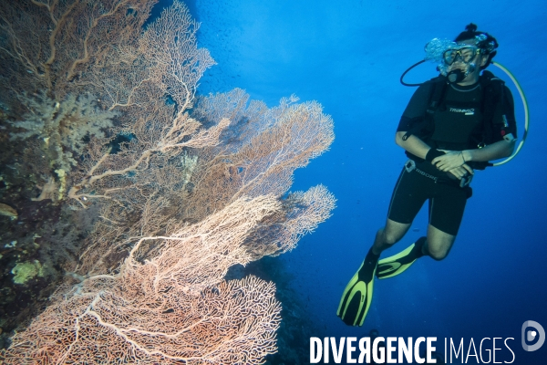 Croisiere de plongee sous marine en Egypte, Mer Rouge.