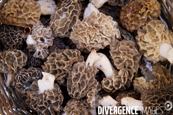 La saison des morilles. Jura, France.