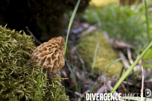 La saison des morilles. Jura, France.