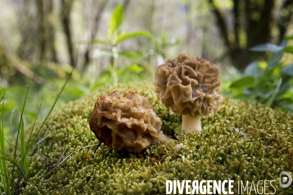 La saison des morilles. Jura, France.