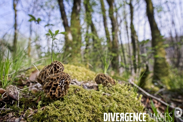 La saison des morilles. Jura, France.