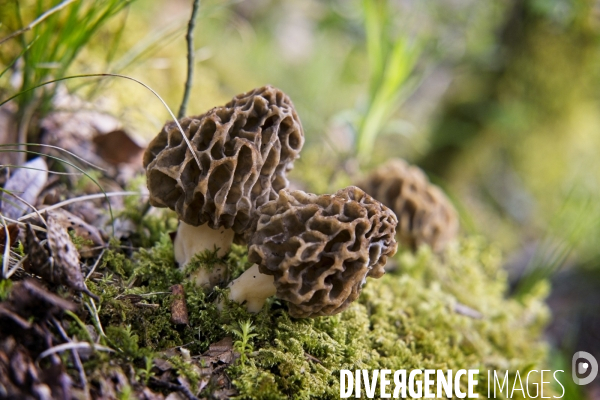 La saison des morilles. Jura, France.