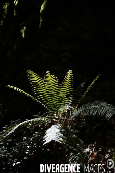 Bain de chlorophylle en foret de Saou