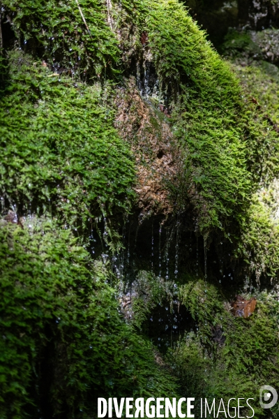 Bain de chlorophylle en foret de Saou